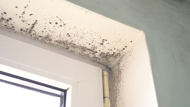 Mold Odor Removal Services in Tiptonville, TN